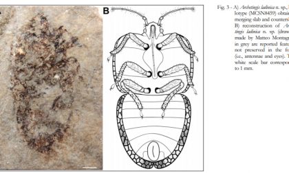 Trovato un insetto fossile sulle Alpi, storica scoperta per un valtellinese