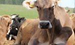 Mostra zootecnica mandamentale bovini di razza bruna della Valmalenco