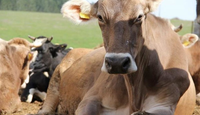 Mostra zootecnica mandamentale bovini di razza bruna della Valmalenco