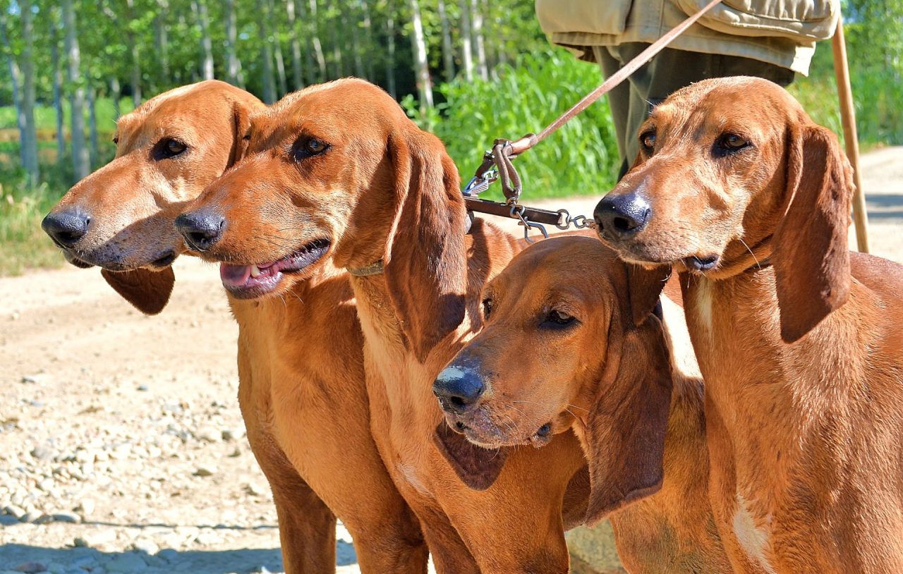 Grosio, prova per cani da seguita