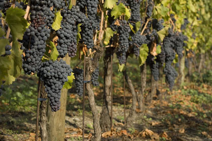Allarme peronospora nelle nostre vigne
