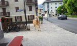 Cavallo pazzo in giro per Bormio