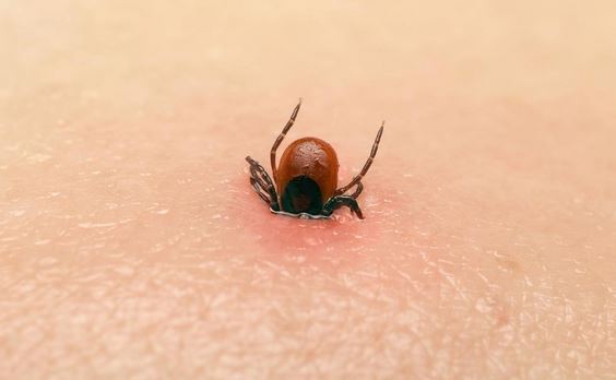 Zecche, anche quest’anno si può contare sul servizio di analisi