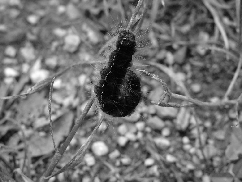 Colico dichiara guerra alla processionaria