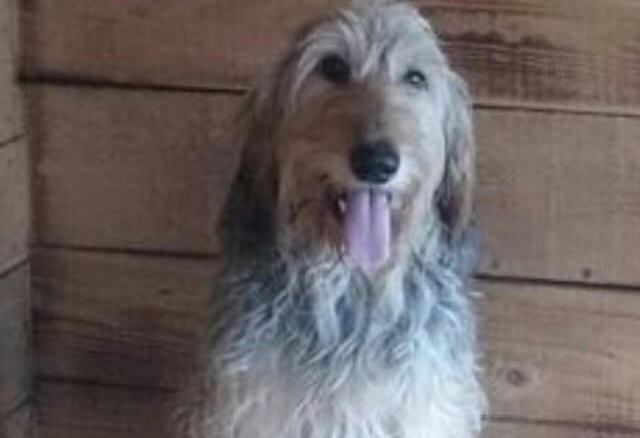 Cani bruciati ad Albaredo: ecco i primi sospetti