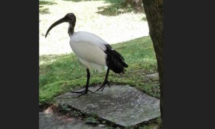 Eccezionale avvistamento: un ibis sacro sulle rive del lago