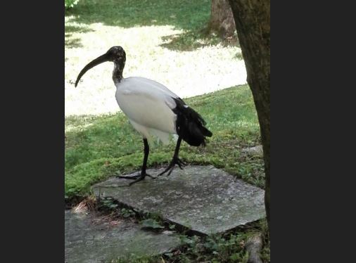 Eccezionale avvistamento: un ibis sacro sulle rive del lago