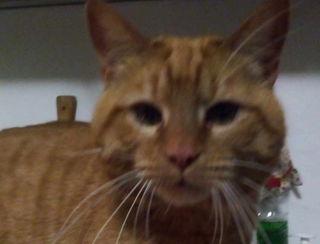 Gattino ammazzato a calci