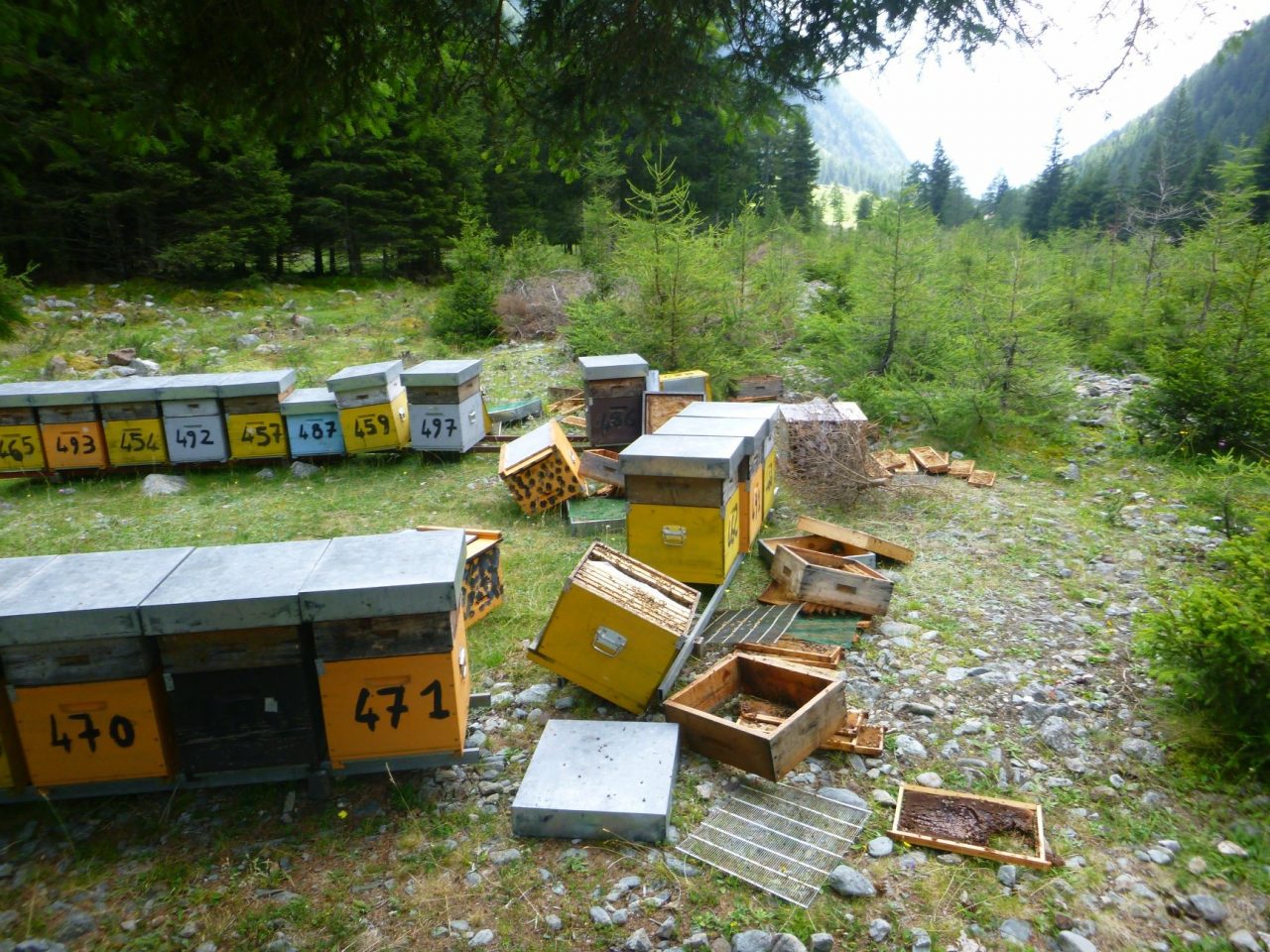 Arnie distrutte in Val Fontana, colpa dell’orso