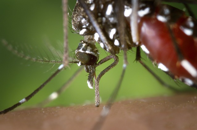 Massima allerta per la zanzara tigre, in arrivo il picco