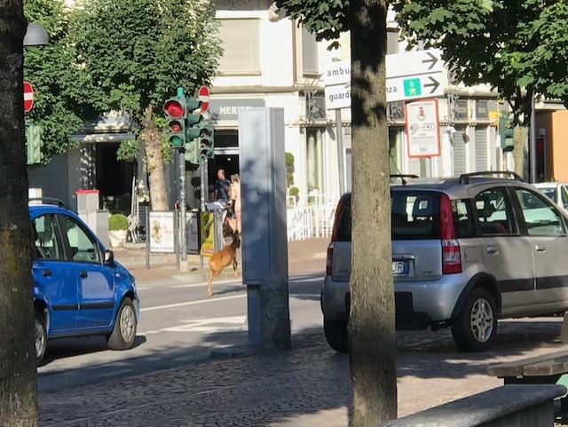 Un capriolo per le strade di Tirano