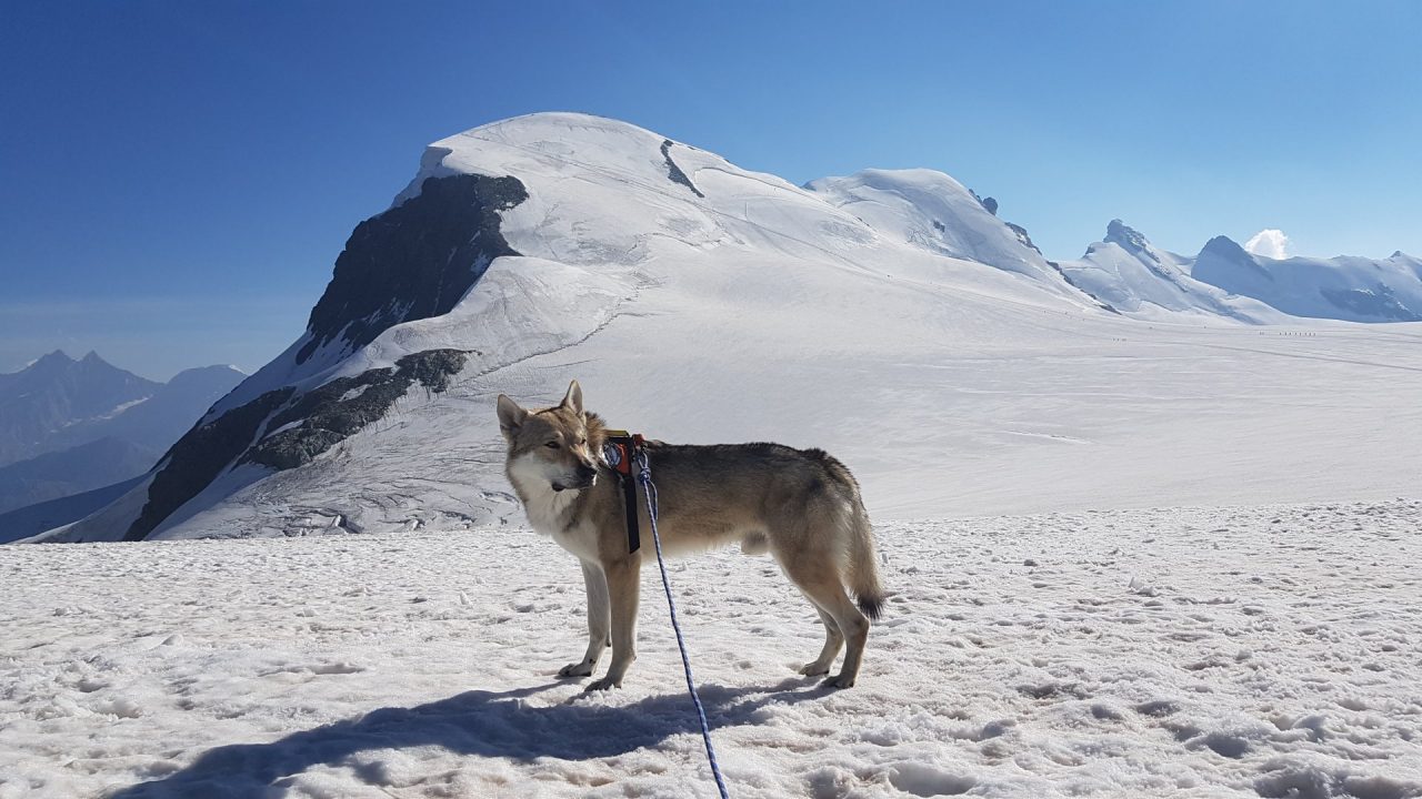 E’ diventata un libro la storia del cane Nepal, alpinista a 4 zampe