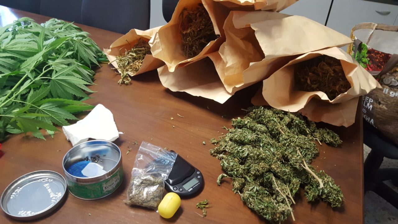 Sequestrate piante di marijuana in un fienile