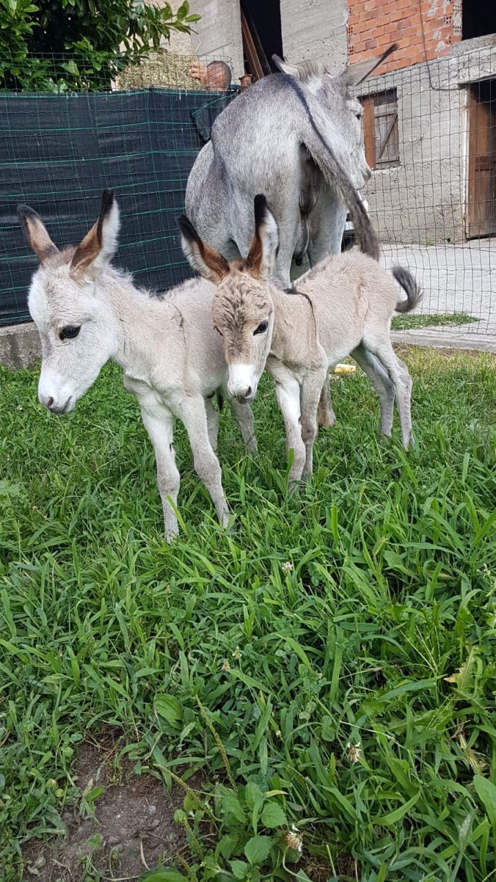 Parto gemellare per un’asina a Domaso