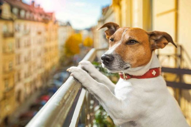 Non dormono da due anni per un cane che abbaia