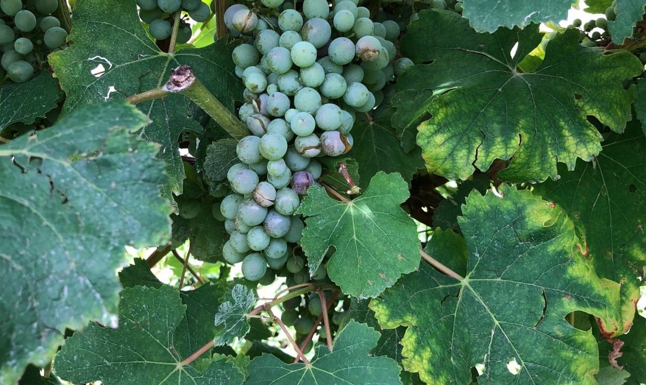 Grandinata: danni nei meleti e nelle vigne della Valtellina