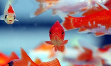 I pesci rossi tra le principali vittime di agosto