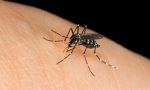 West Nile virus: secondo  morto in Lombardia