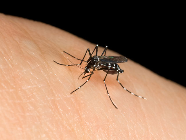 West Nile virus: secondo  morto in Lombardia