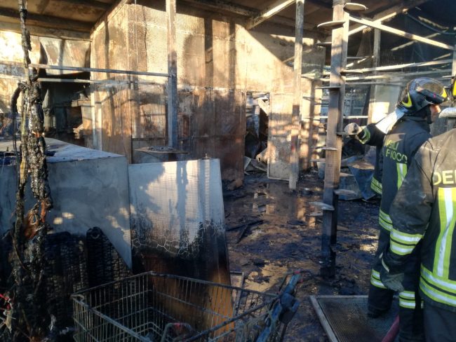 Orrore nel Milanese: incendio al gattile, strage di mici FOTO