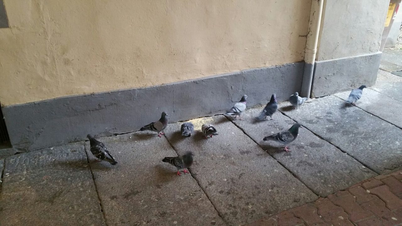 L’anziana attira troppi piccioni, il sindaco ordina: “Basta!”