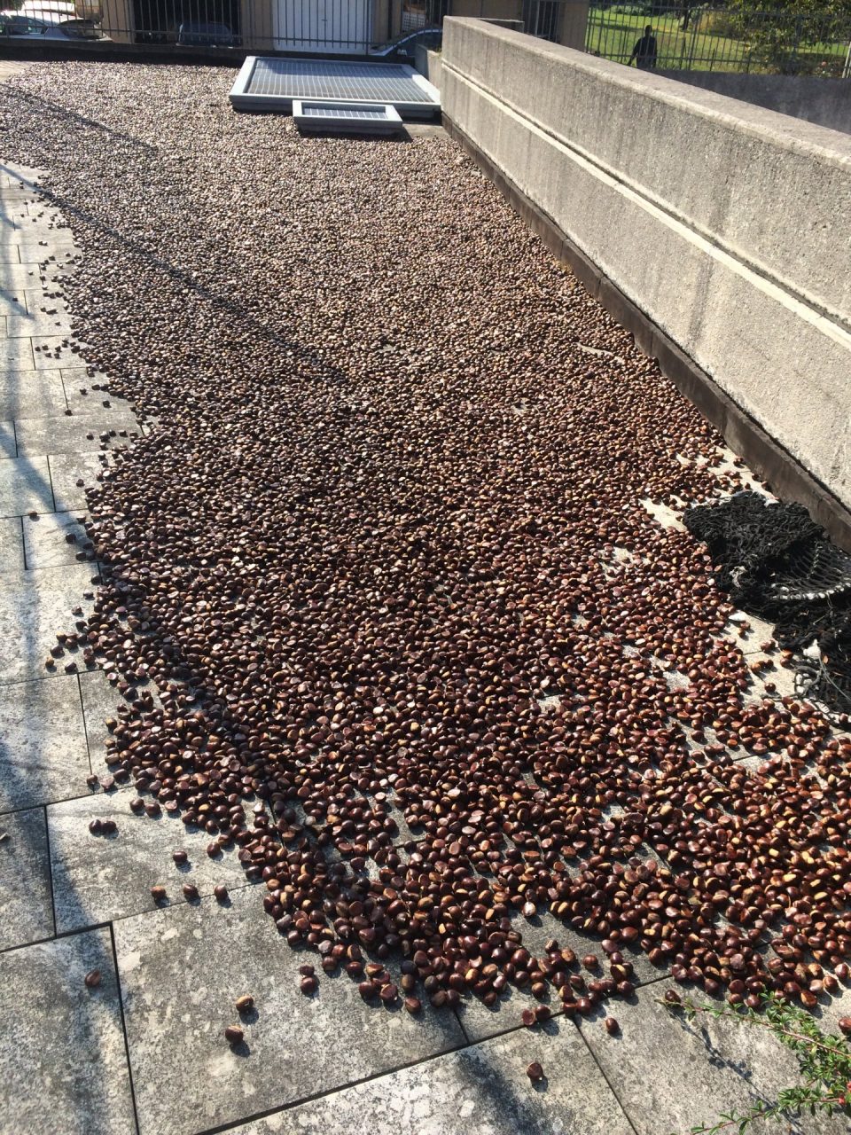 Castagne e migranti, dopo la bufera dello scorso anno arrivano nuove regole