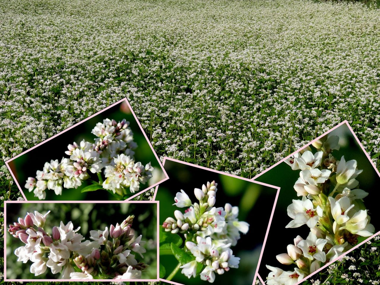 Eventi e iniziative alla scoperta del grano saraceno