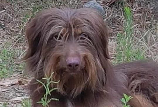 Una ricompensa per il cane smarrito