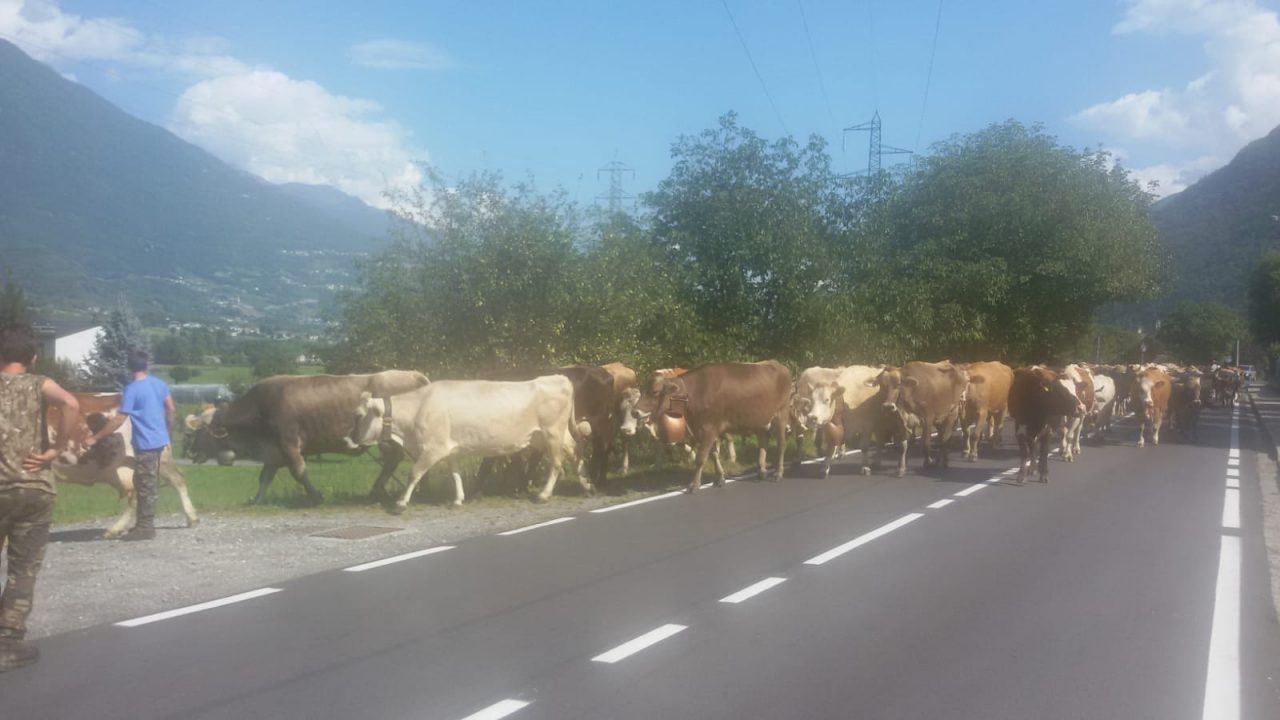 La transumanza nel cuore dei valtellinesi VIDEO