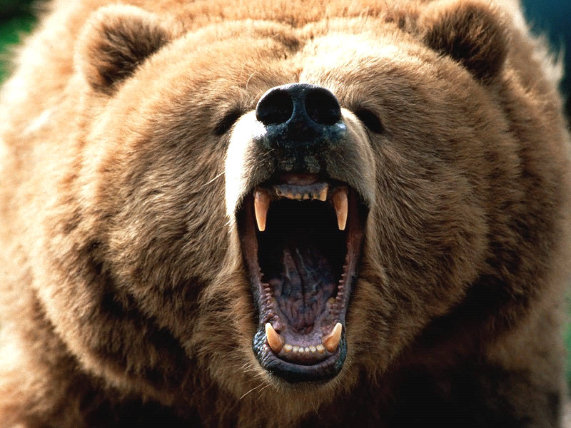 Bianzone, una serata sull’orso