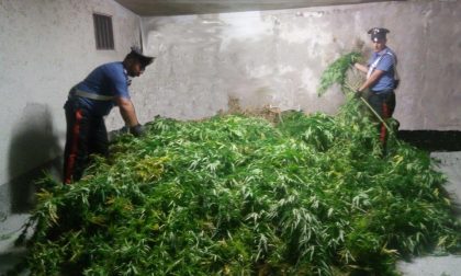 Scoperta una maxi piantagione di marijuana lungo la Statale 36