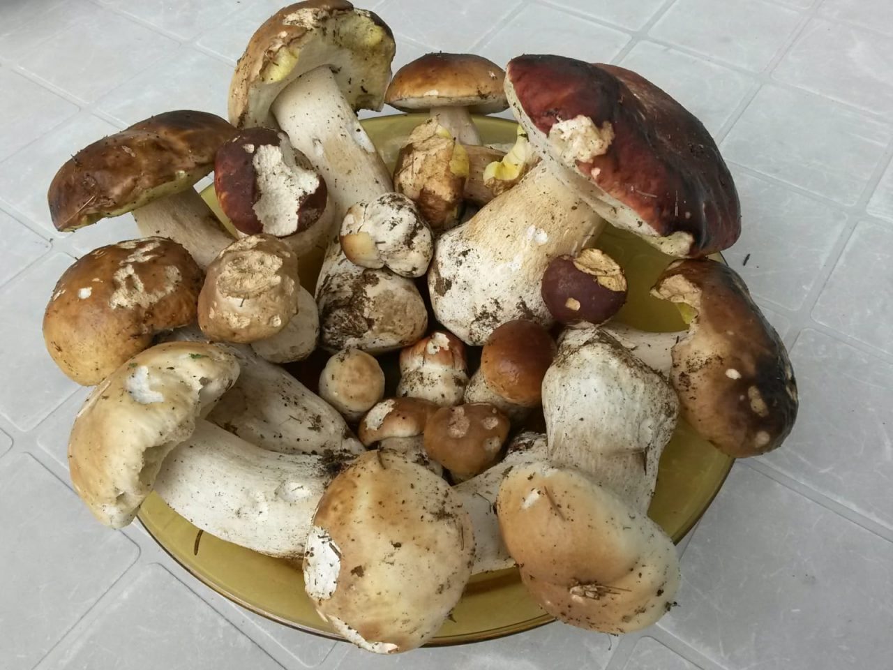 Ottanta esperti da tutta Italia impegnati nello studio delle specie di funghi d’alta quota