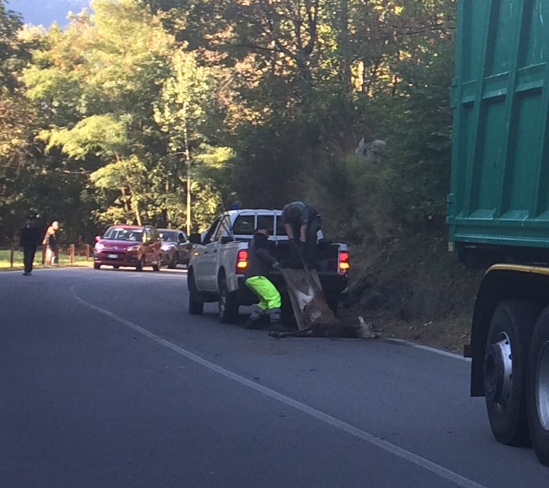 Cervo contro camion Secam, autista illeso