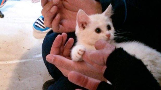 La killer dei gatti di Lecco torna in azione: cucciolo salvato in extremis