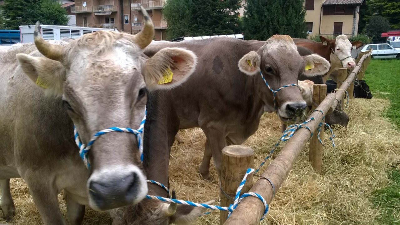 Mostra zootecnica a Bormio