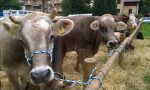 Mostra zootecnica a Bormio