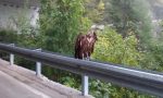Un "condor" fotografato in Valchiavenna