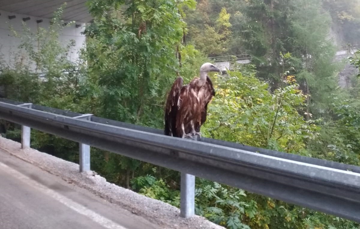 Un “condor” fotografato in Valchiavenna