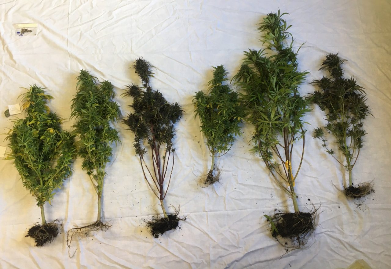Con le piante di marijuana in casa, arrestato 36enne valtellinese