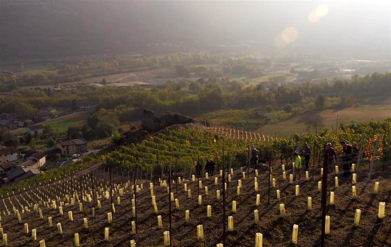 Agricoltura bio, bene il nuovo Ddl: “Segmento in espansione in provincia”