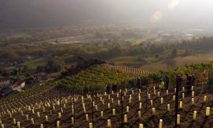 La Vigna San Rocco torna a produrre vino