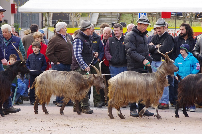 Torna la fiera della capra orobica (è il miglior animale… dopo la donna) VIDEO