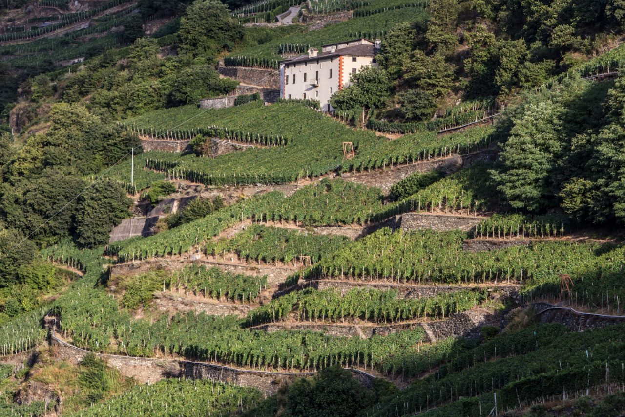 Successo per il Bando Terrazzamenti di Regione Lombardia