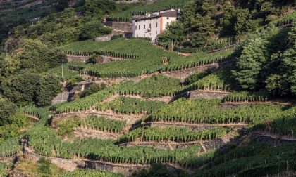 Agricoltura, “ripartire dalla progettualità”,  con misure di ampio respiro per la ripresa