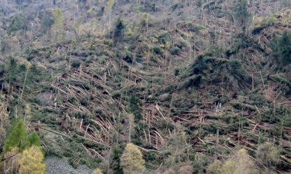 Strage di alberi in Valtellina FOTO