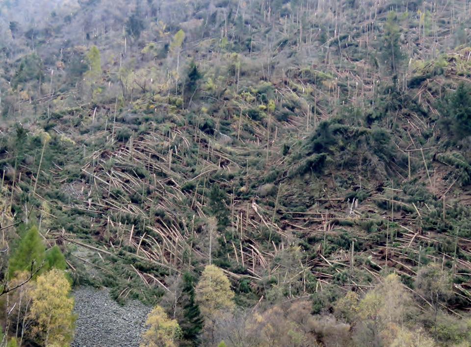 Strage di alberi in valtellina  Valfontana(1)