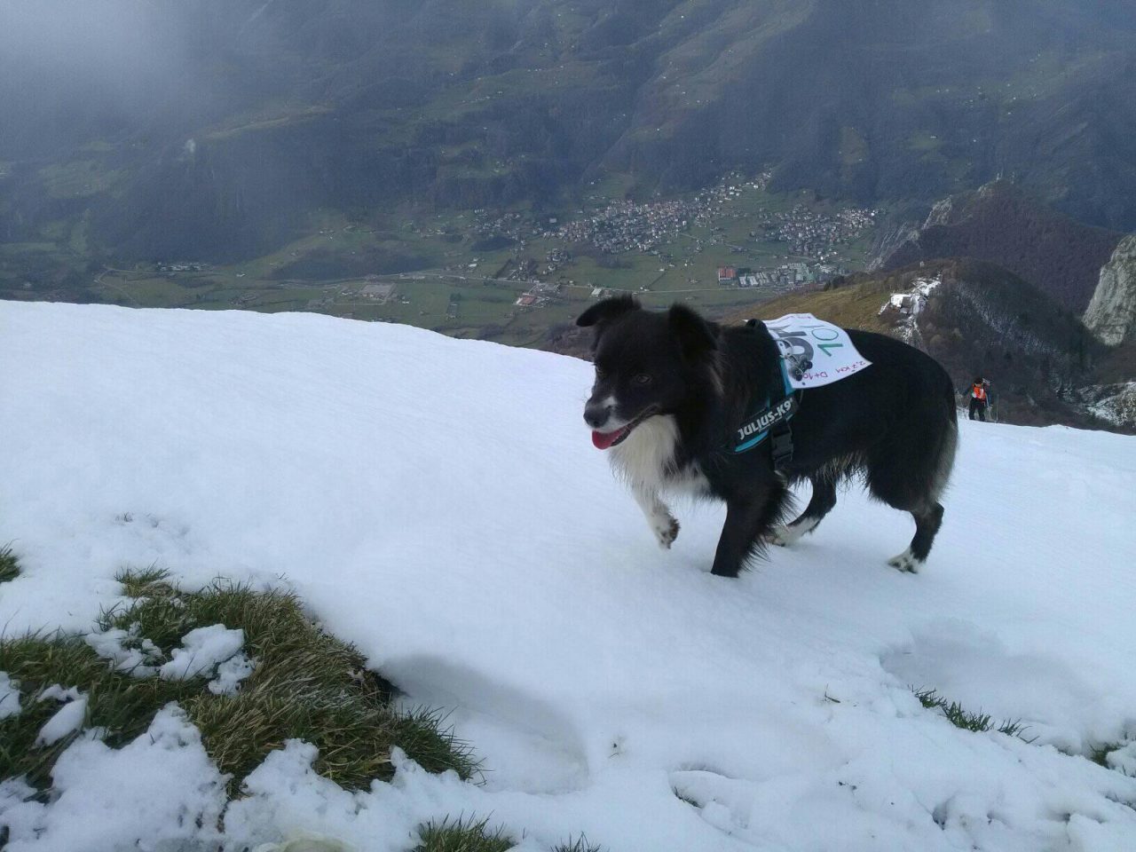 Ul Picozzon: una gara di corsa in montagna a due e quattro zampe (vinta da Coca) FOTO
