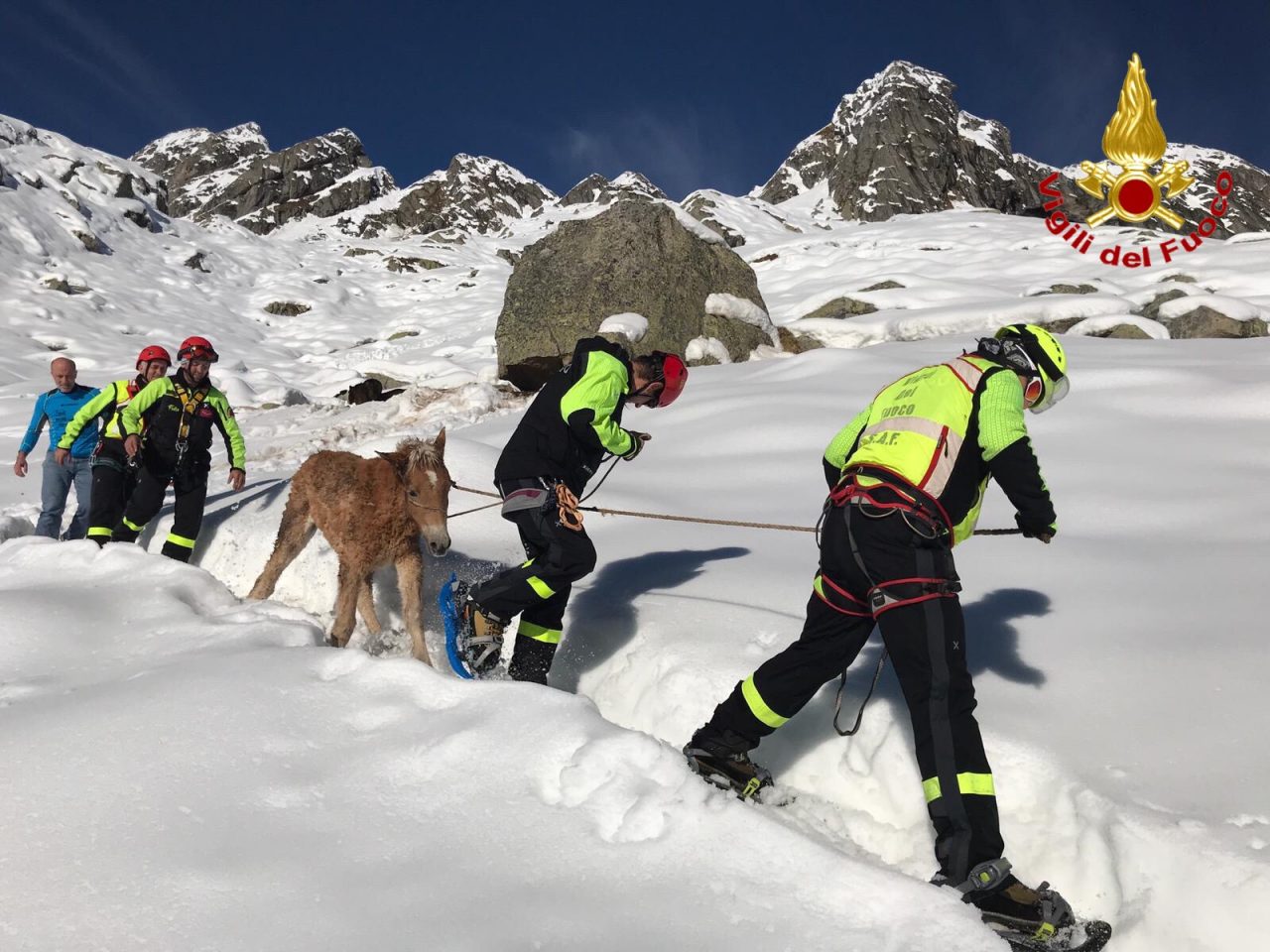 Cavalli sorpresi da una nevicata, soccorsi in elicottero VIDEO