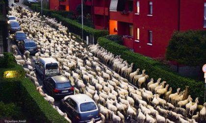 Lecco invasa dalle pecore