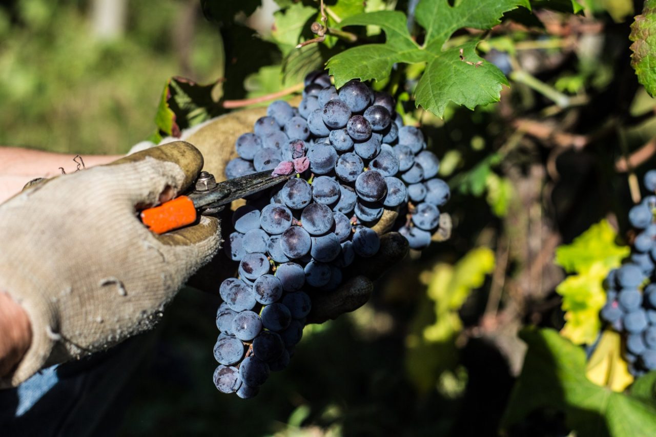 Successo per la vendita delle barbatelle a prezzo agevolato in Bassa Valle